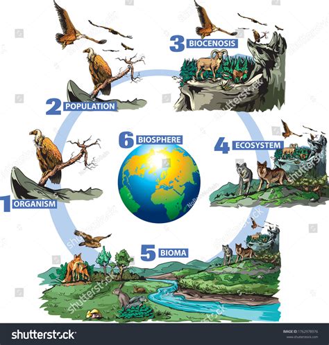 Illustration of the hierarchy of biological organization：超过 41 张免版税可许可的库存插图与绘画 | Shutterstock