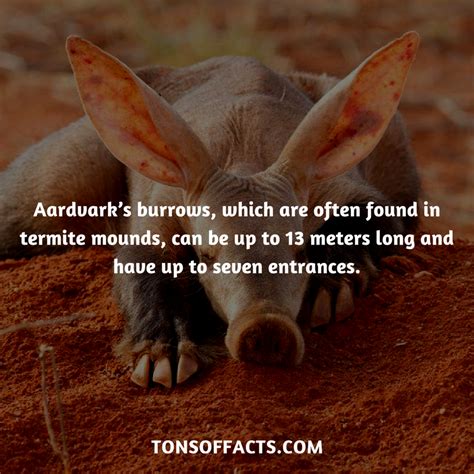30 Fun And Weird Facts About Aardvarks Artofit
