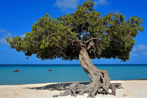 Iconic Divi-divi Tree at Eagle Beach near Oranjestad, Aruba - Encircle ...