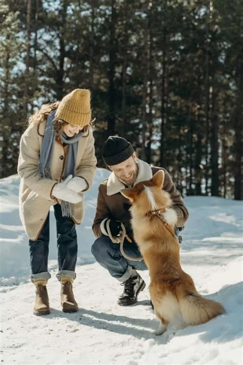 The Corgsky - Everything You Should Know Before Getting A Corgi Husky ...