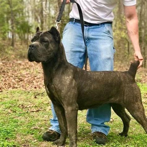 Phantom Corsos Cane Corso Breeders Texas