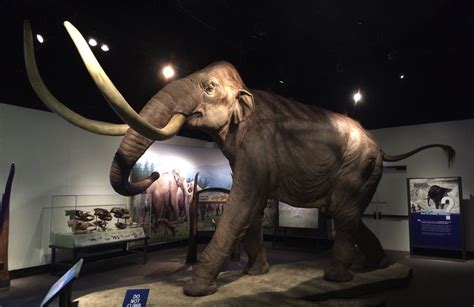 Imperial Mammoth Human Size Too