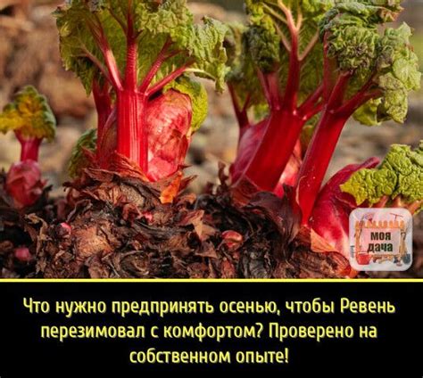 Ревень – это чудесный подарок природы человеку. | OK.RU