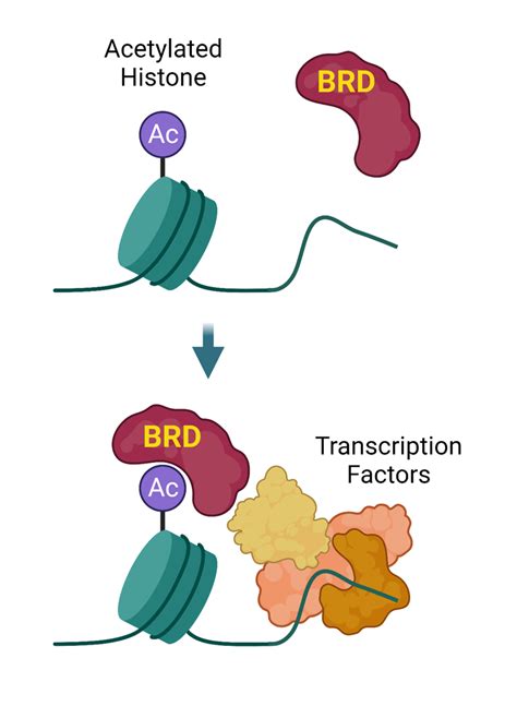 Bromodomain Screening Profiling