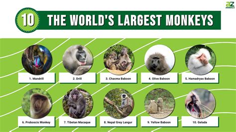 The World's 10 Largest Monkeys - A-Z Animals