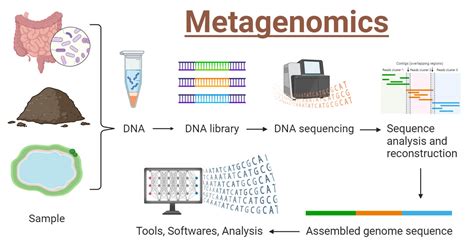 Metagenomics Principle Types Steps Uses Examples Diagram