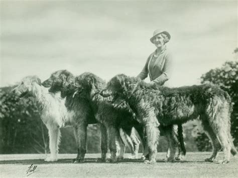 How To Tell The Difference Between The Scottish Deerhound And Irish Wolfhound American Kennel Club