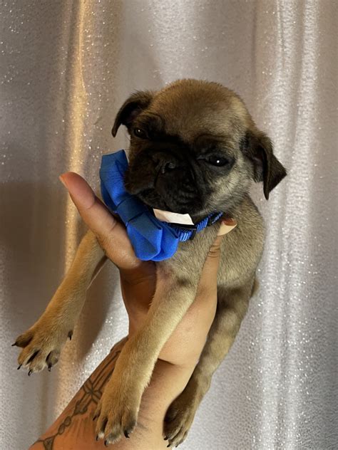 Pug Puppies For Sale Sacramento Ca 385416 Petzlover