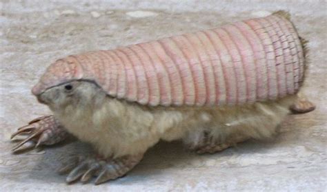 The Pink Fairy Armadillo The Smallest Species Of Armadillo 90mm