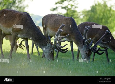 Flock Of Red Stags Hi Res Stock Photography And Images Alamy