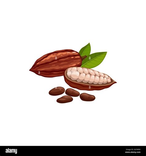 Cocoa Bean Pod In Stage Of Riping Dried And Fermented Seed Of Brazil Or