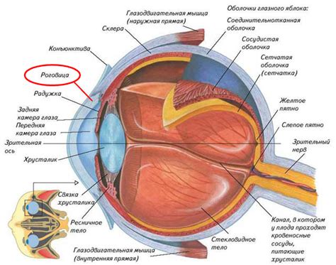 Строение глаза человека - схема анатомии с описанием функций, фото