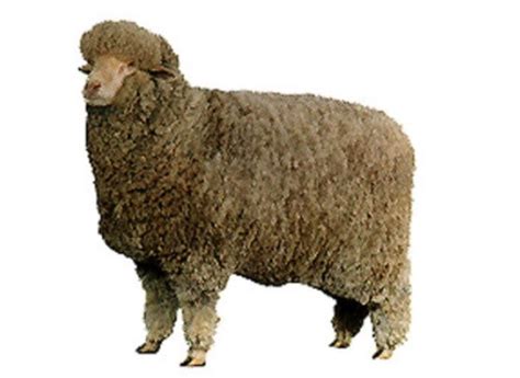 Sheep Breeds Flashcards Quizlet