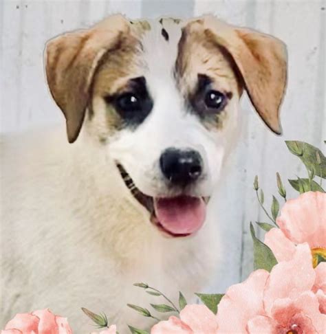 8 Hot Sexy Audrie Shepherd Bikini Pics