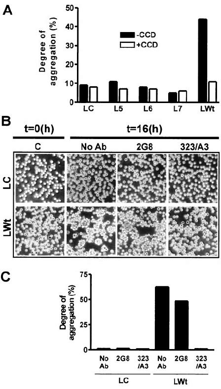 Effects Of Truncations In The Extracellular Domain On The Cell Adhesion