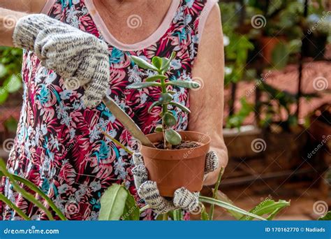 Senhora Cuidando Das Plantas Em Seu Jardim Foto De Stock Imagem De