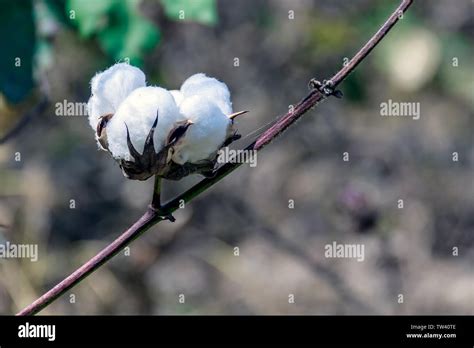 Cotton Cultivation High Resolution Stock Photography And Images Alamy