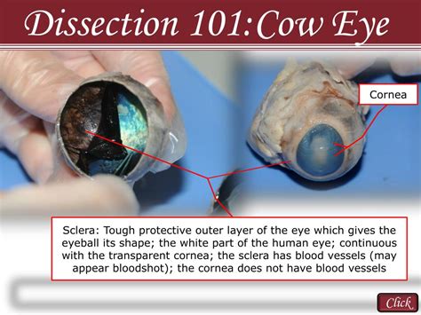 Ppt Reasons To Use The Dissection Video And Accompanying Powerpoint