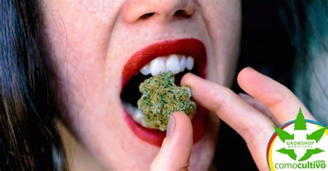 Los Beneficios De Comer La Cannabis Cruda