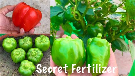 Easiest N Fastest Way To Grow Capsicum Shimla Mirch Bell Pepper At Home How To Grow Capsicum