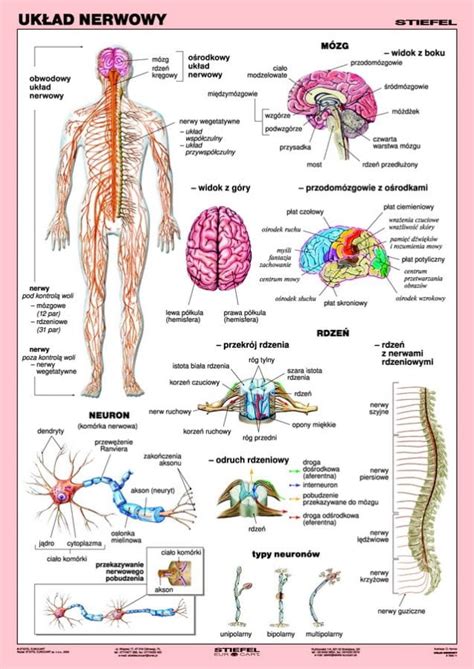 Uk Ad Nerwowy Cz Owieka Wydawnictwo Edulex