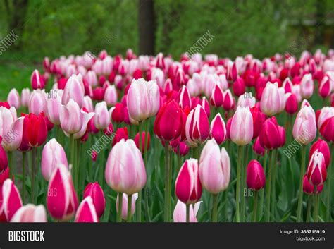 Tulips Background. Image & Photo (Free Trial) | Bigstock