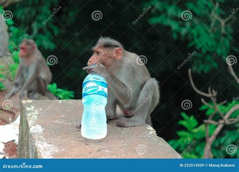 A Monkey Drinking Water From Bottle Editorial Stock Image Image Of