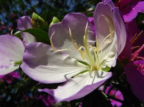 Manacá da serra Tibouchina mutabilis Brazilian native Ceret Park Sao