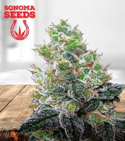 God's Gift Strain Feminized Marijuana Seeds | Sonoma Seeds