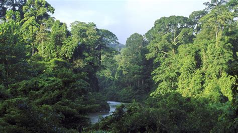 Landschaften Regenwald Regenwald Landschaften Natur Planet Wissen