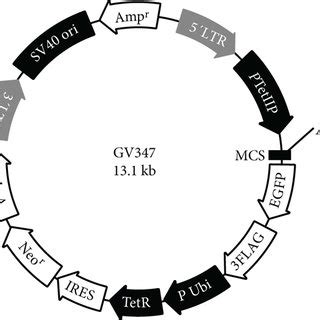 Plasmid Profile Of The Single Tetracycline Inducible Lentiviral