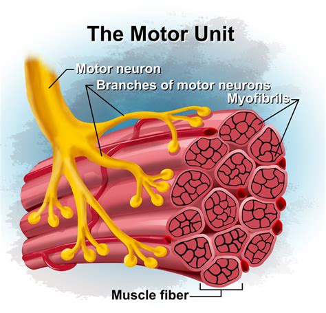 The Science of Motor Unit Recruitment Part 1 - Chad Waterbury