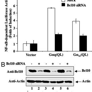 Effect Of Bcl Sirna On G Induced Nf B Activation Human Embryo Kidney