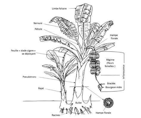 Anatomie Du Bananier D Apr S Champion Syst Me De Culture