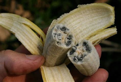 Wild Bananas Contain Large Seeds Our Commercial Bananas Which Are