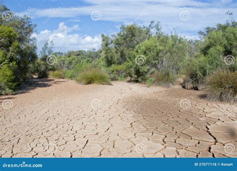 Dry river bed with plants stock photo. Image of concept - 27077118