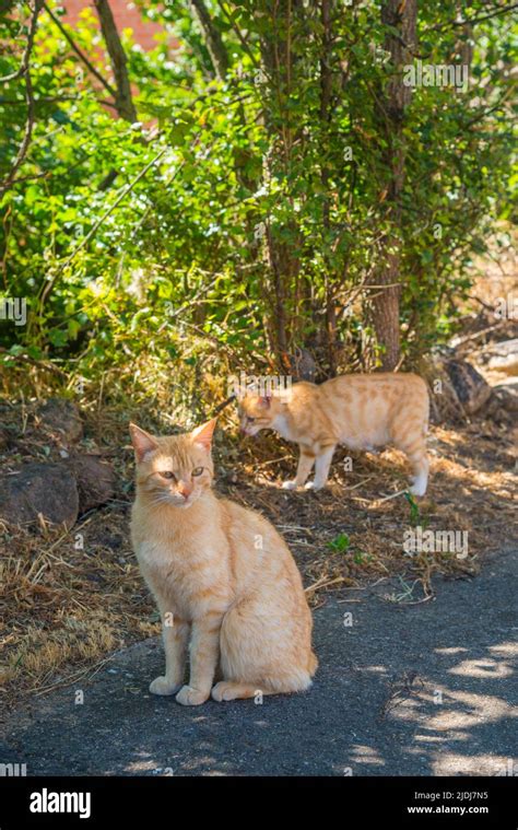 Two Stray Cats Stock Photo Alamy