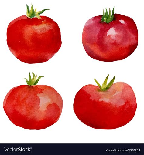 Watercolor set tomatoes Royalty Free Vector Image