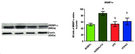 Effect Of Lupeol On Srebp C Protein Expression In The Liver Of