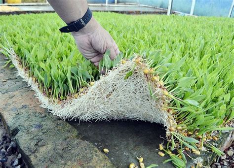 Campo Agropecuario Forrajte verde hidropónico