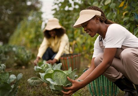 Horta comunitária o que é 5 passos para criar uma