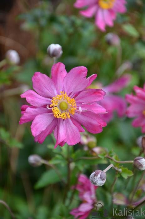 Anemone Hupehensis Prinz Heinrich Zawilec Hupehe Ski