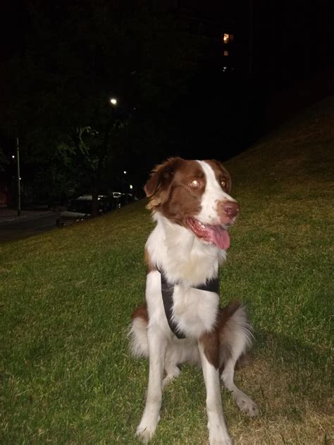 Mora, the brown and white Borador from Buenos Aires. : r/Boradors