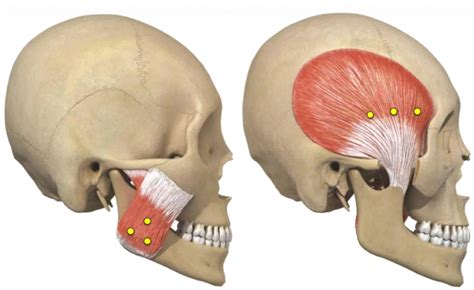 How To Build Jaw Muscles