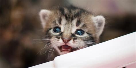 When Do Kittens Open Their Eyes A Guide For Newborn Kittens