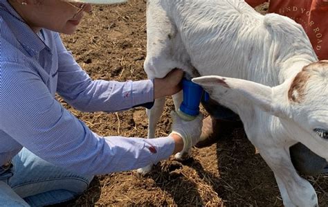 Aten O Cura Do Umbigo Em Bezerros A Lavoura