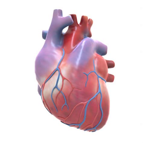 Human Heart 3D Model Online