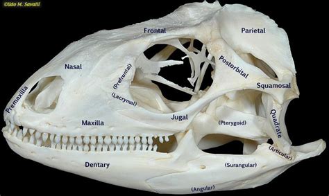 BIO370-Lizard Skull