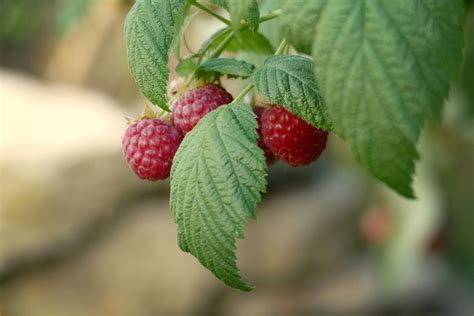 How To Grow Raspberry Bushes In Your Home Garden