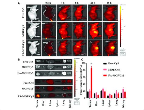 In Vivo Fluorescence Imaging Of Tumor Bearing Mice At 05 4 8 24